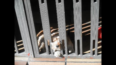 Lonely Wolf-Goodbye little dog